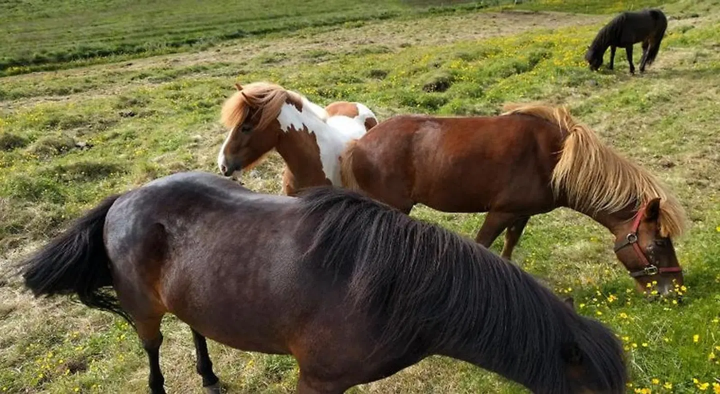 Hjartarstadir Guesthouse Tiere