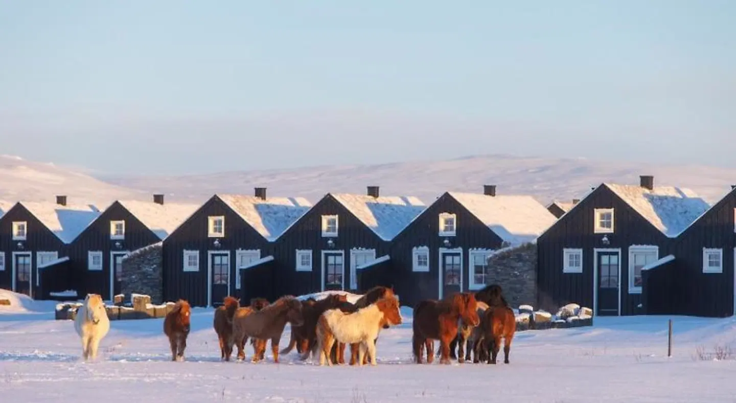 Torfhús Retreat Tiere