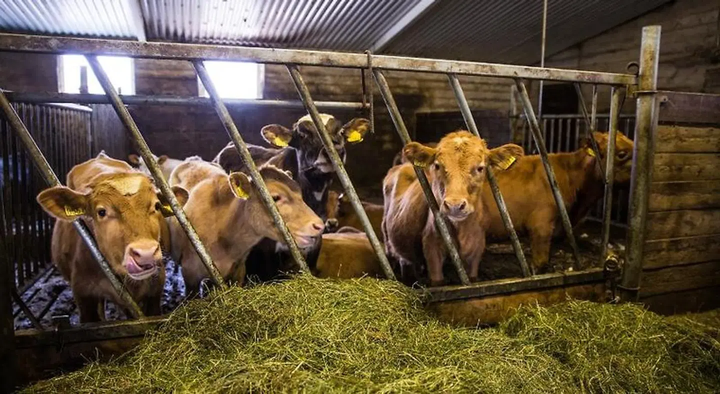 Farmhotel Efstidalur Tiere