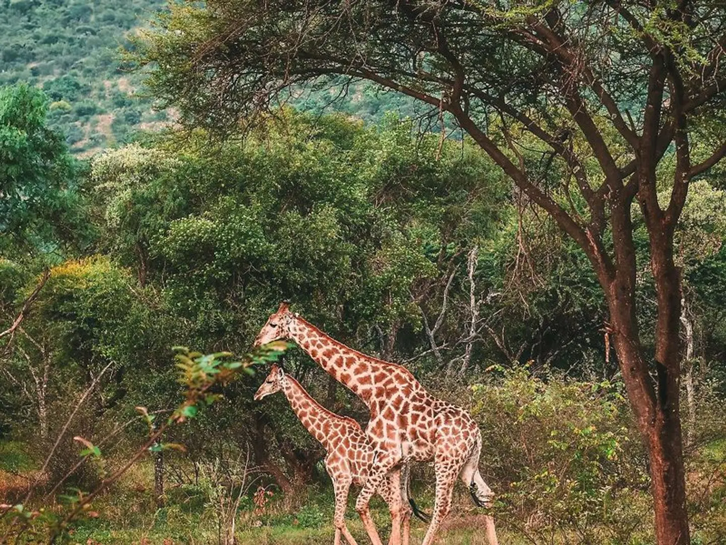 Letamo at Qwabi Private Game Reserve Tiere