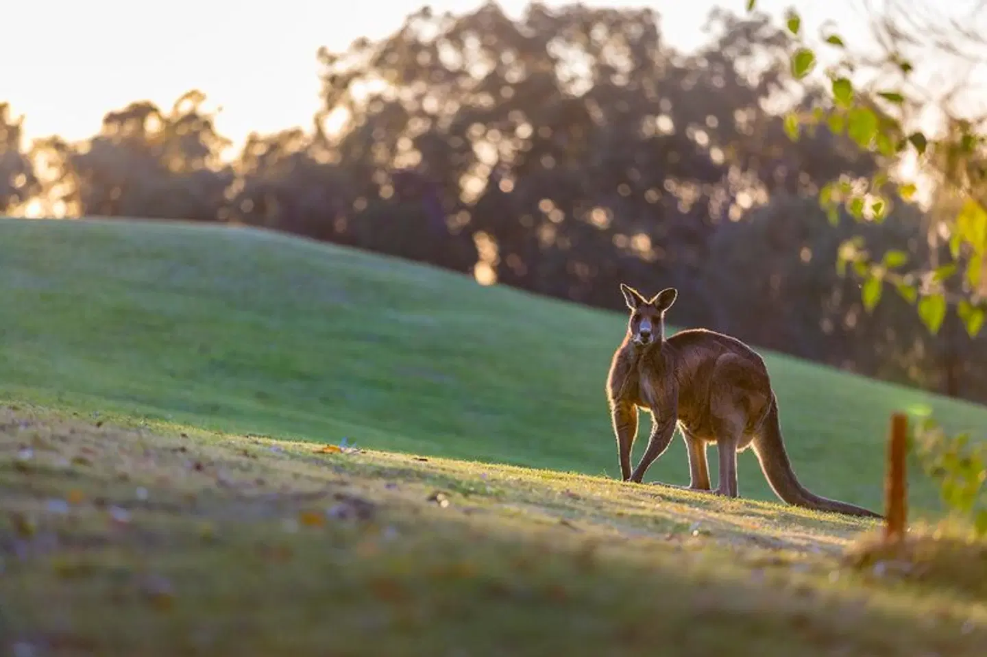 Oaks Cypress Lakes Resort Tiere