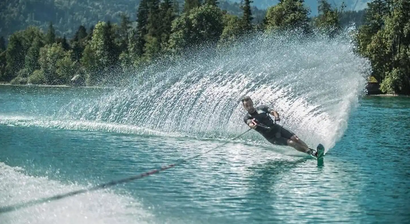 Scalaria Sunset Wing Tiere