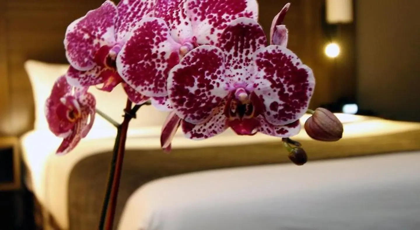 Executive Inn & Suites Embarcadero Cove Tiere