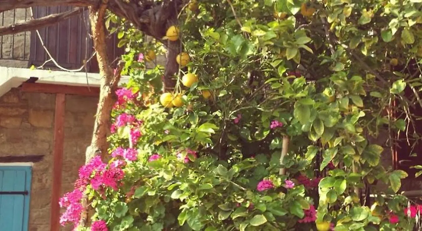 Vasilopoulos House Garten