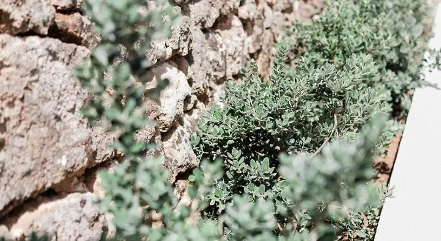 Masseria San Martino Landschaft