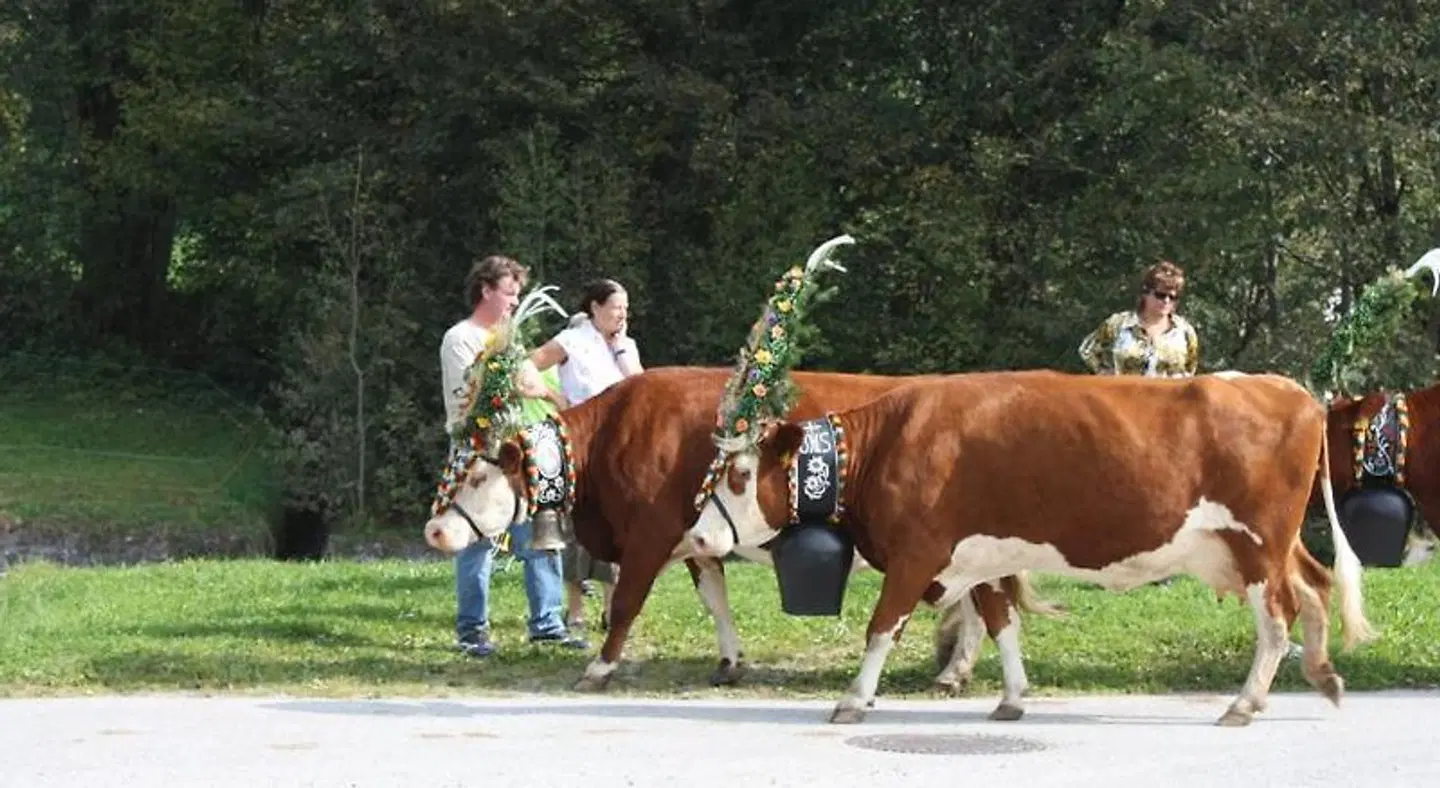 Ferienhof Kampfl Tiere