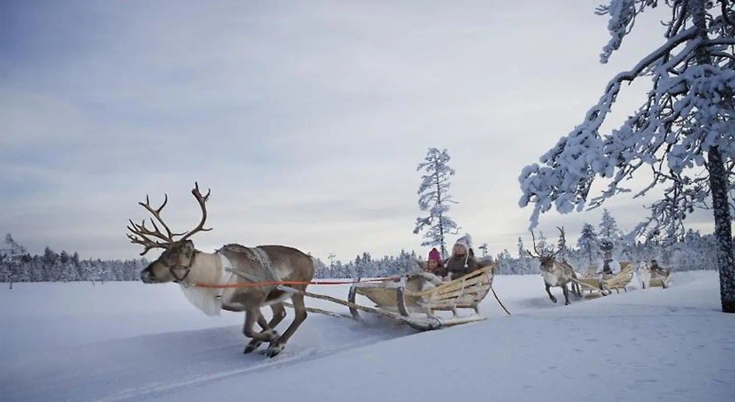 Villas Karhunpesä Tiere