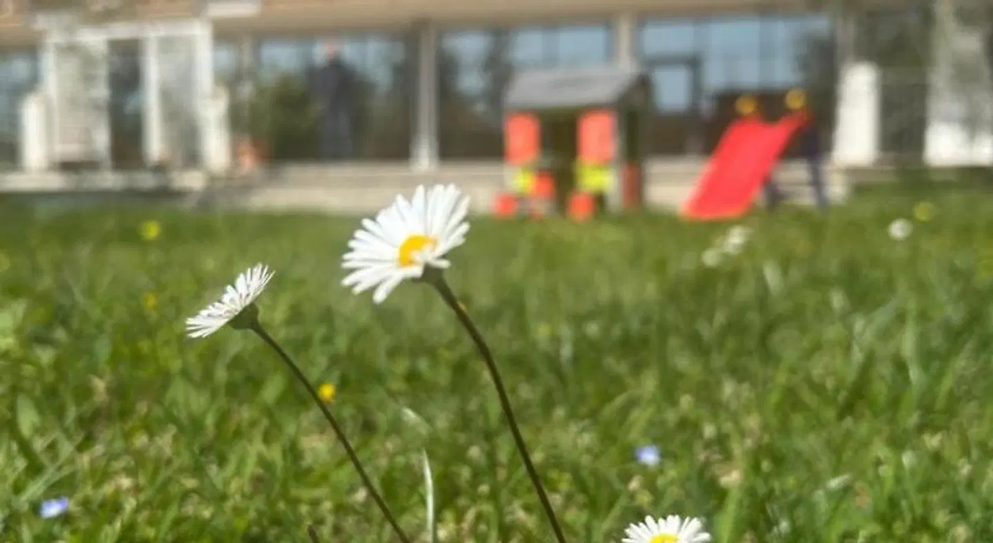 Elaia Garden Hotel LANDSCAPE