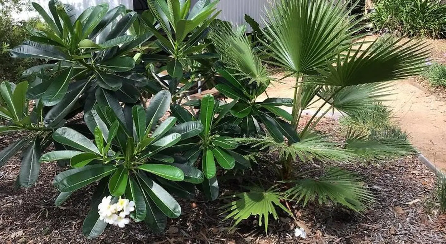 Dandaloo Gardens Garten