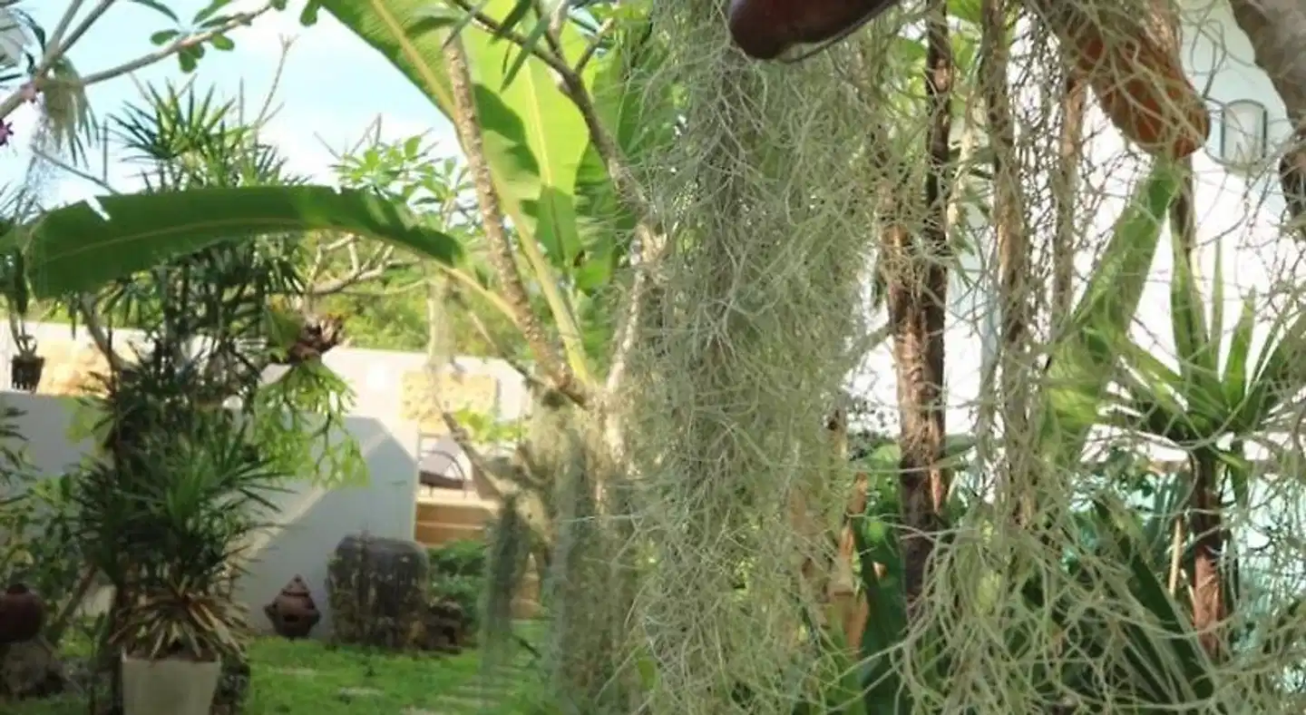 The Tree Samui Garten