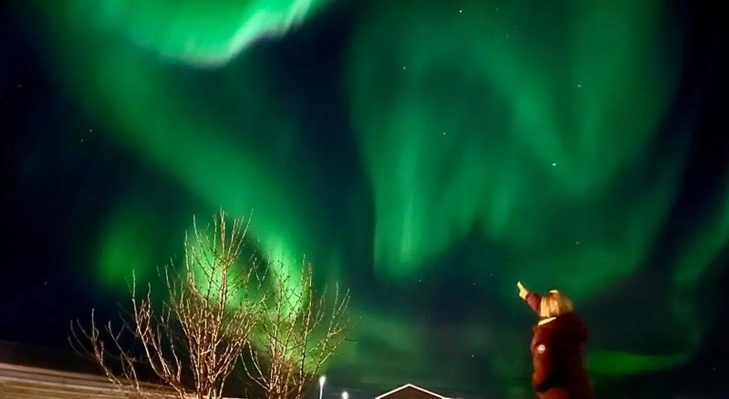 Arctic Wind Tiere