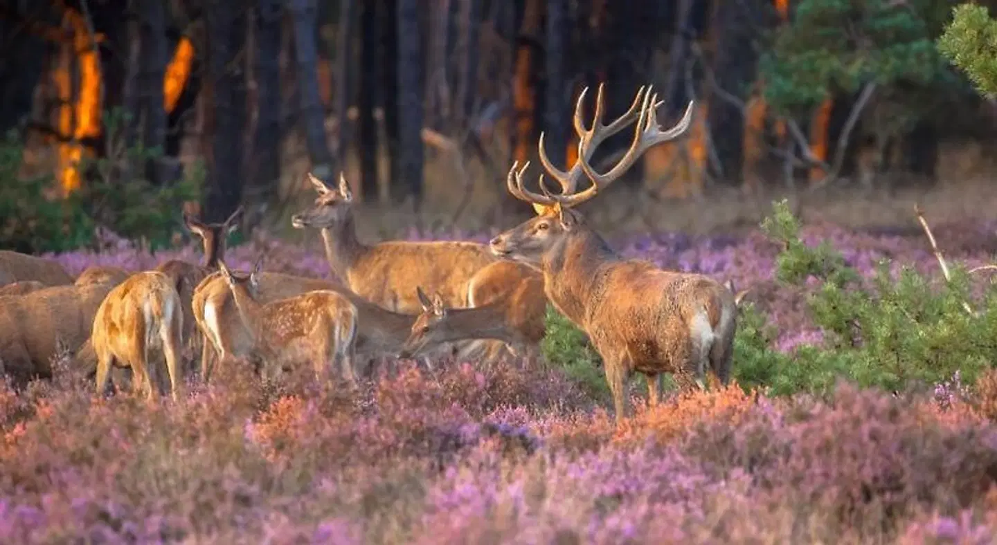 Udens Duyn Tiere