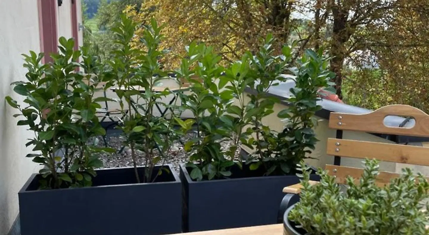 Grüner Baum Terrasse