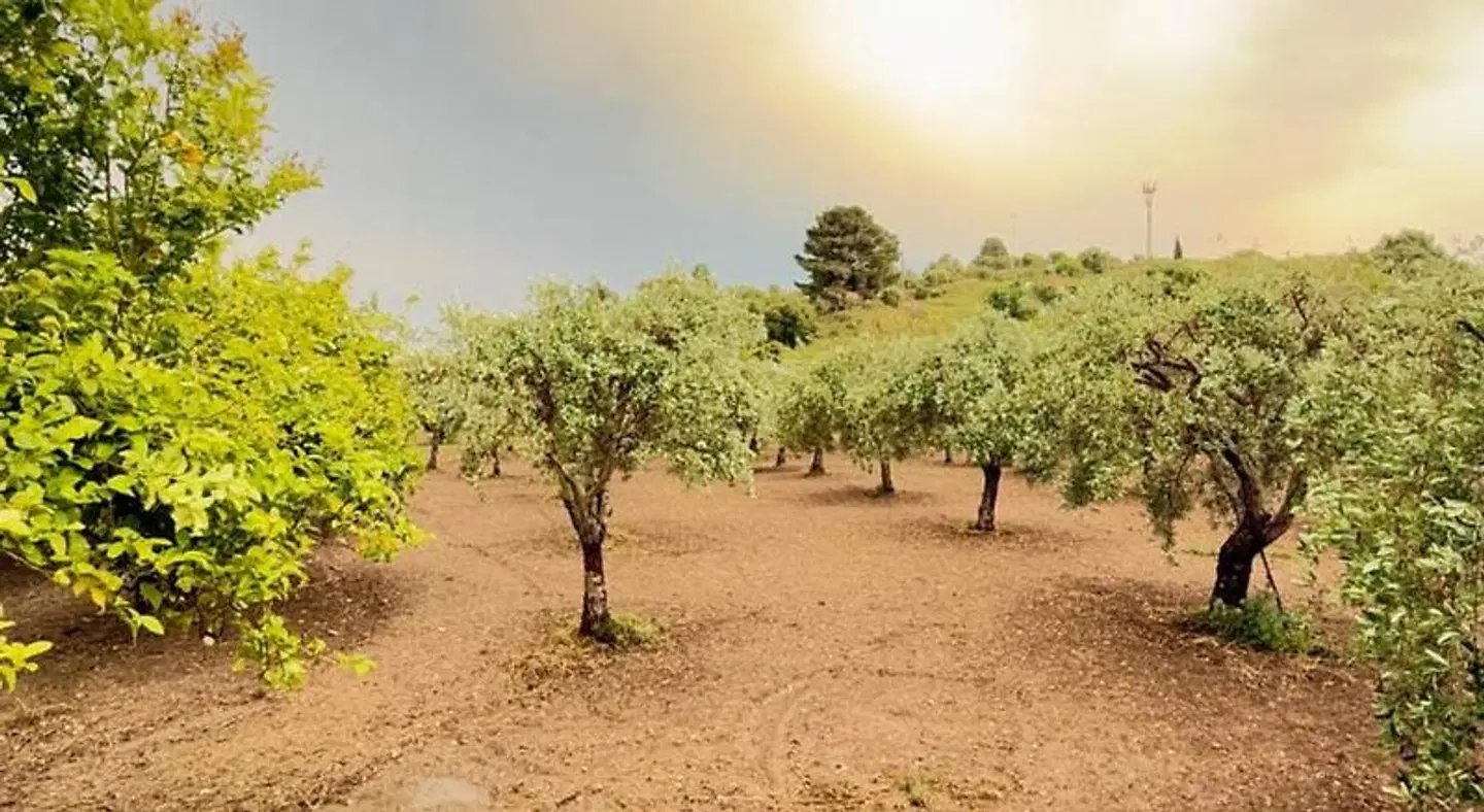 Villa Landolina LANDSCAPE