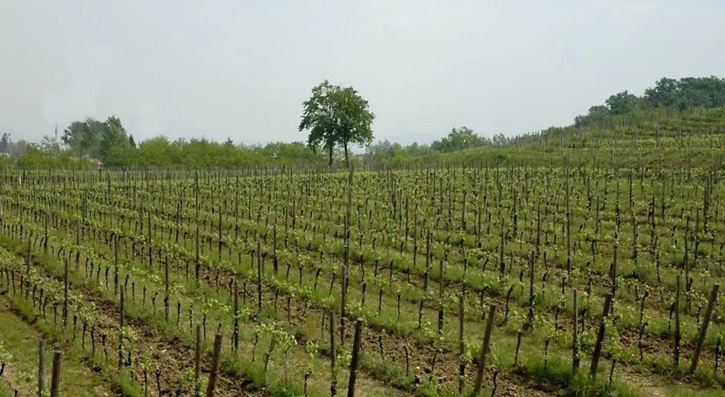 Villa Dragoni LANDSCAPE