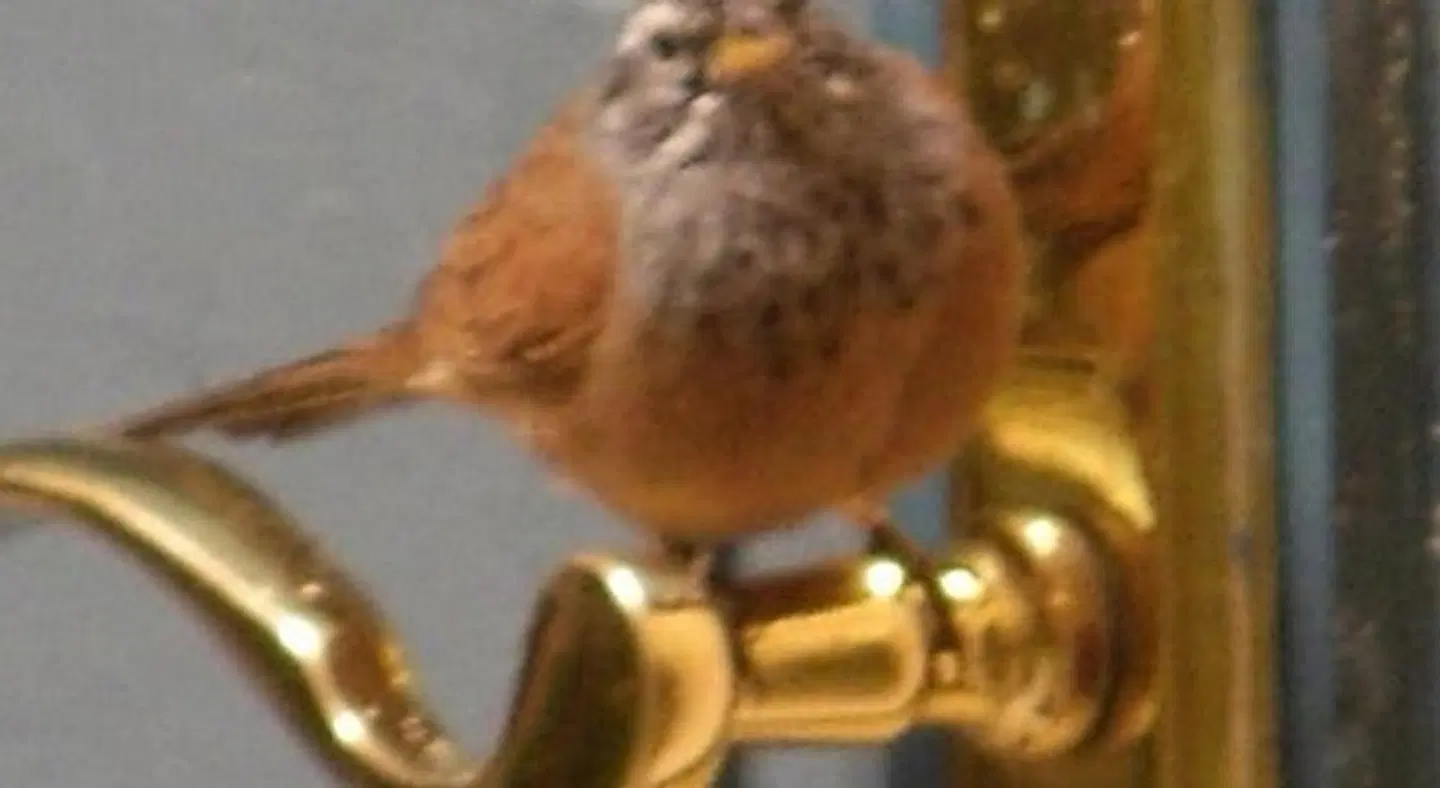 Riad El Filali Tiere