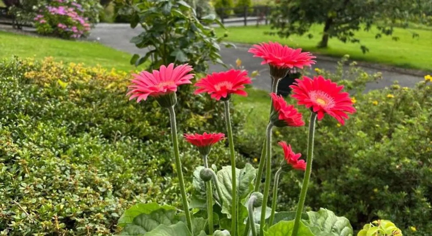 Hillcrest farmhouse Bed & Breakfast Garten