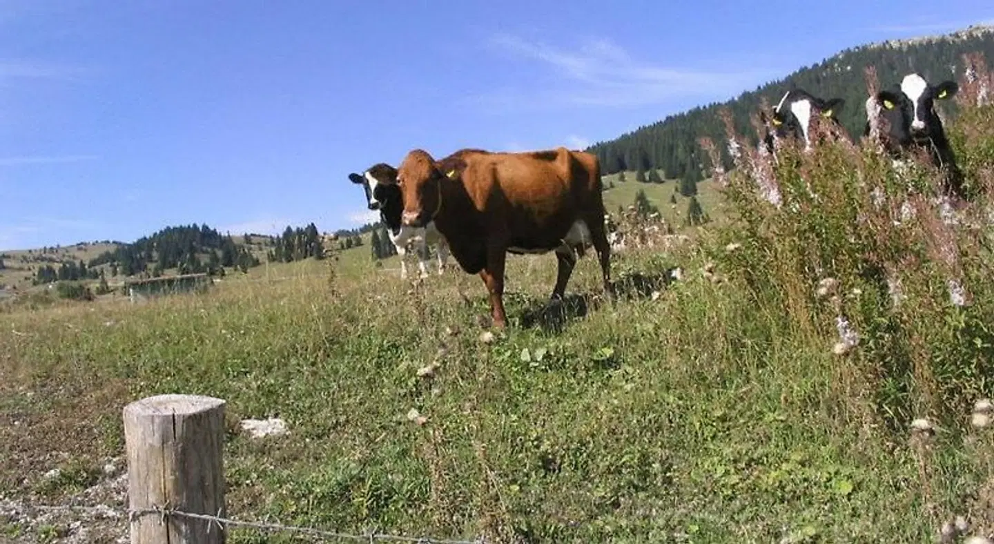 Alpino Tiere