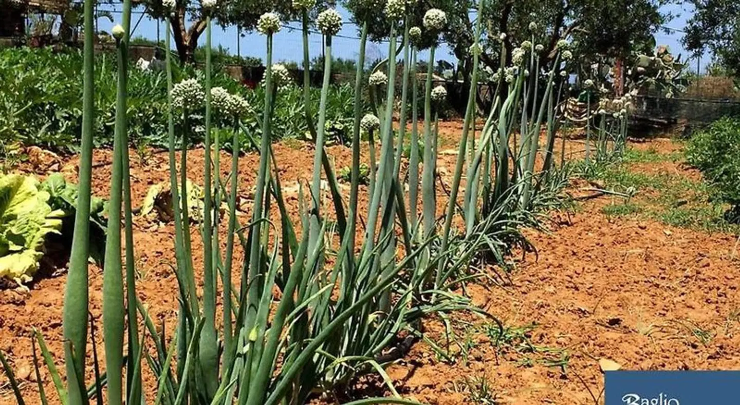Azienda Agrituristica Baglio Carta Garten