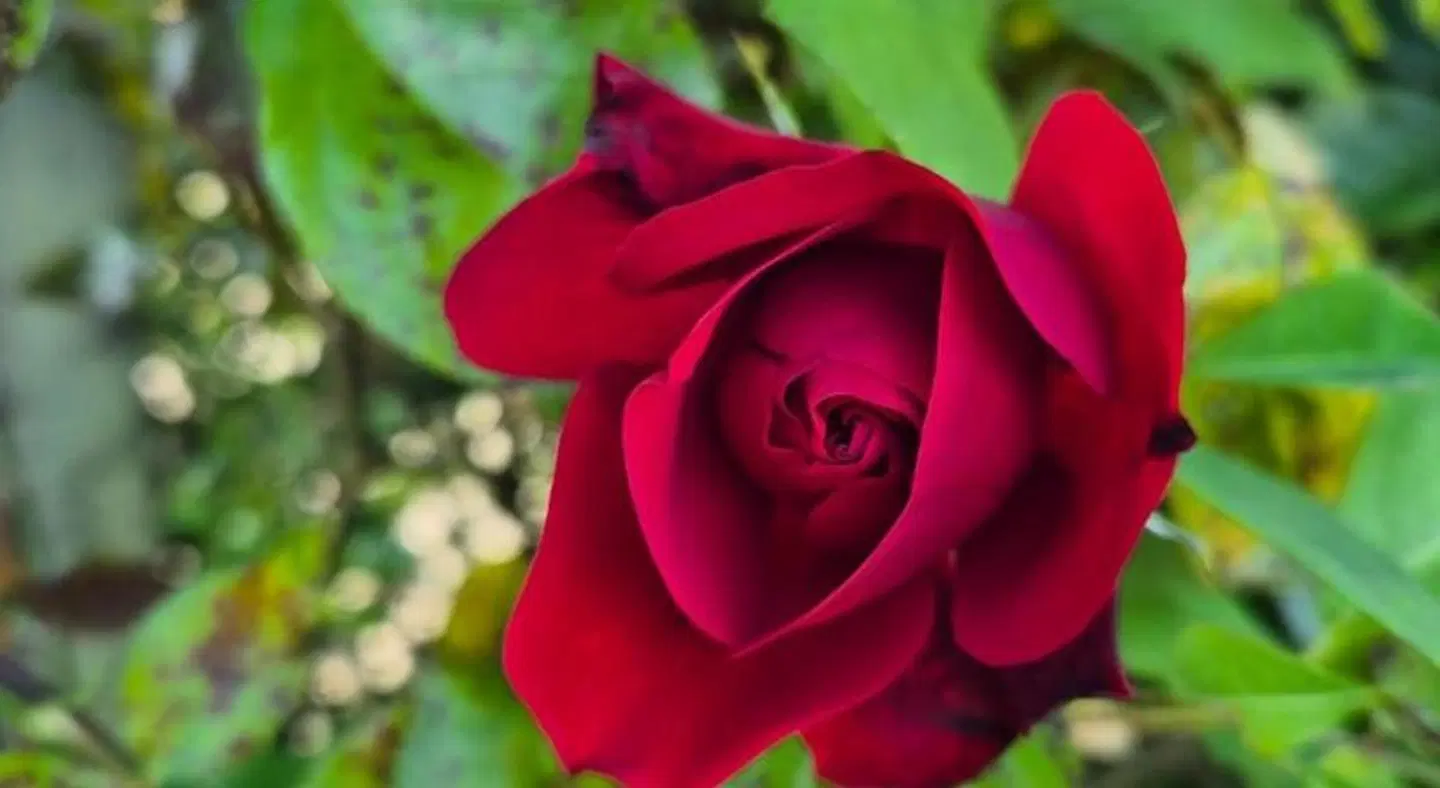 Dorset Arms Hotel Tiere