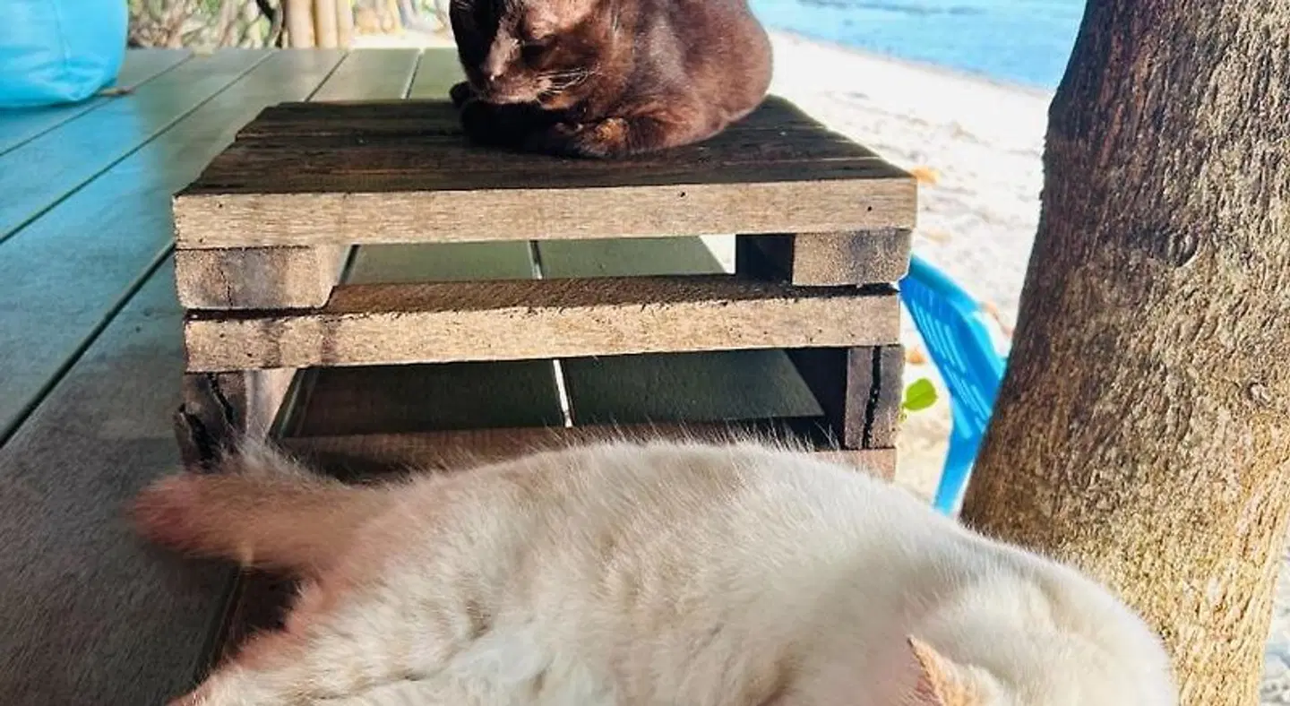 The Dreamcatcher or Samui sunset Hostel Landschaft