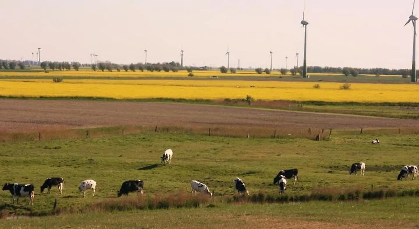 Die Krabbe von Greetsiel Tiere