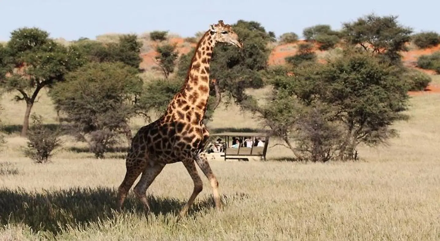 Zebra Kalahari Lodge Tiere