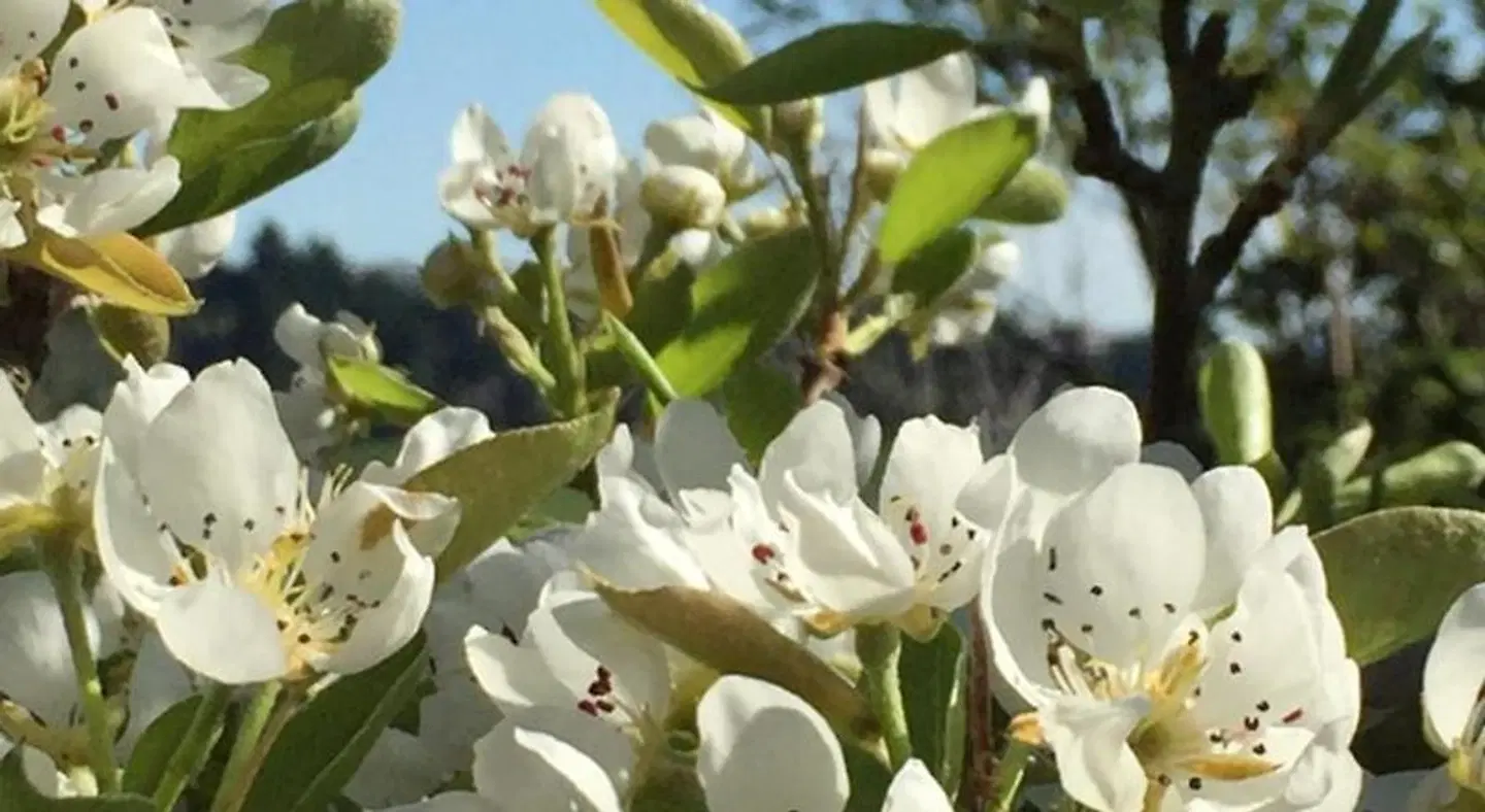 Cashmere Hills B&B Tiere