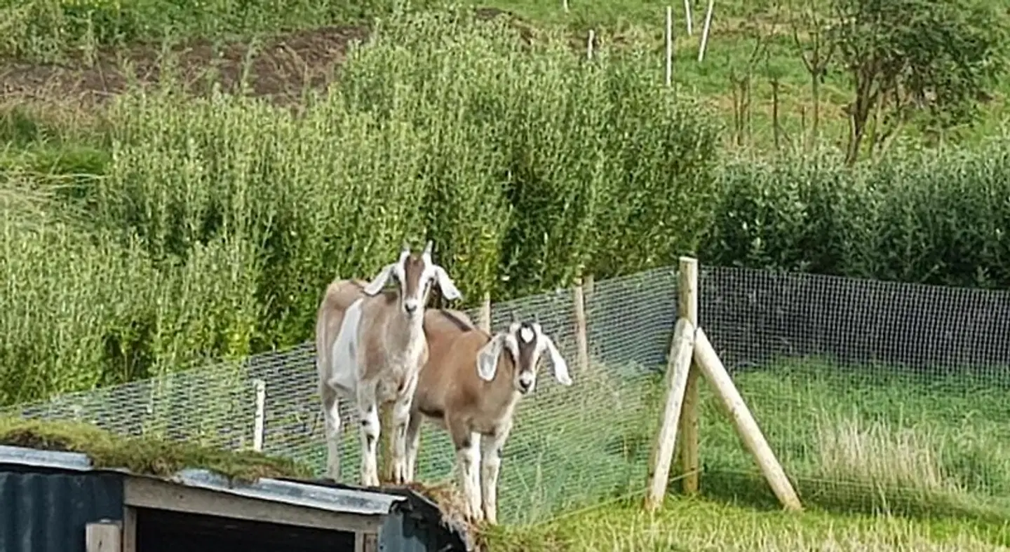 Sunrise view Tiere