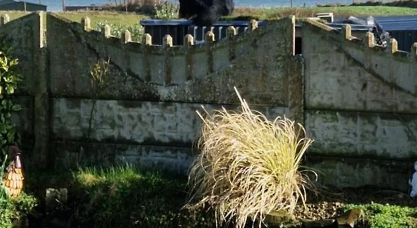 Sunrise view Tiere
