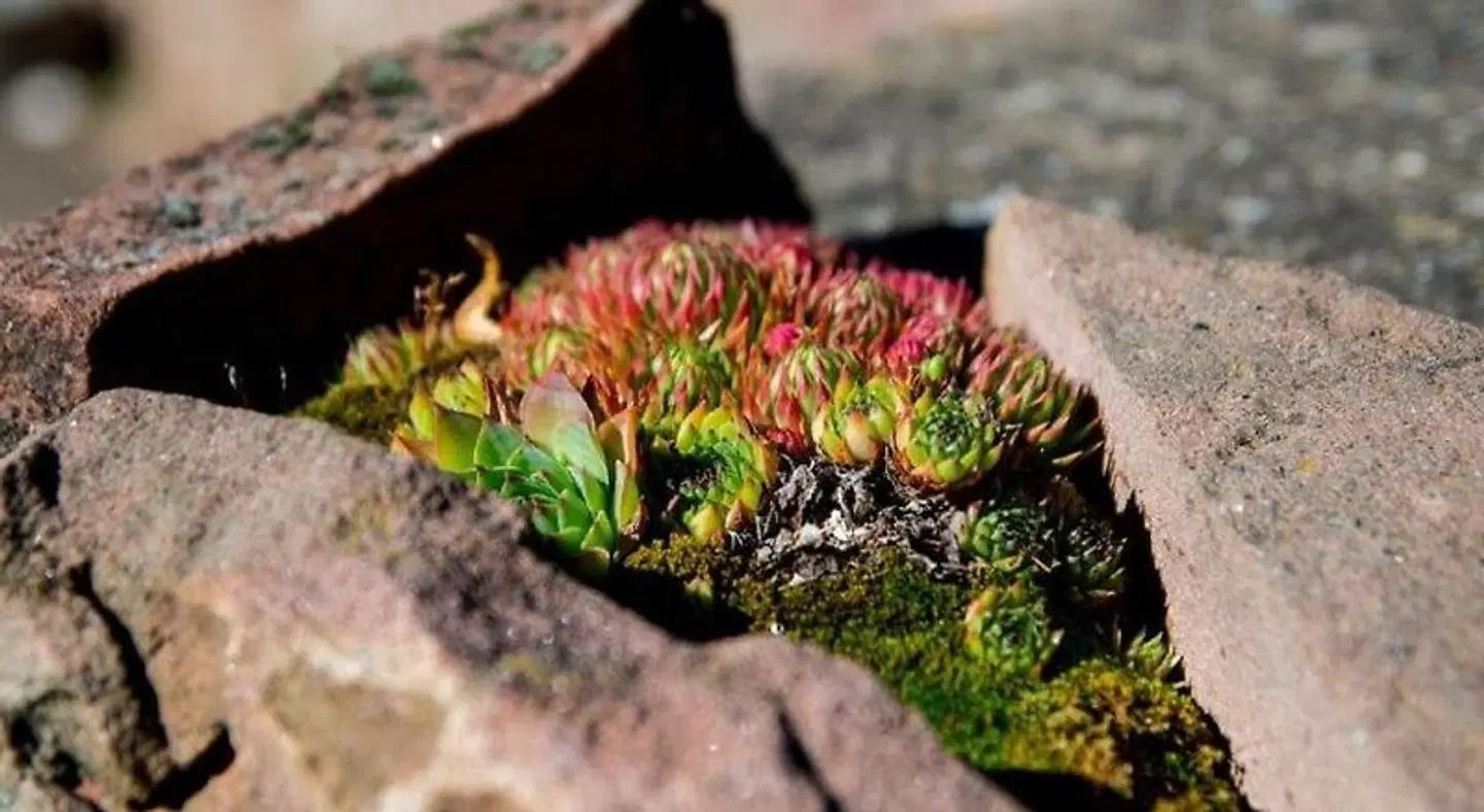 Villa Croatia & Restaurant Adria Tiere