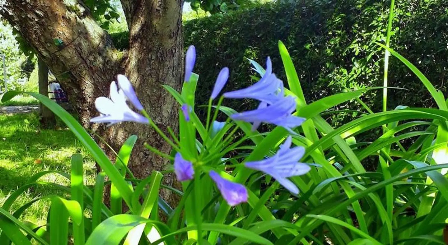 Pension Hansel Garten