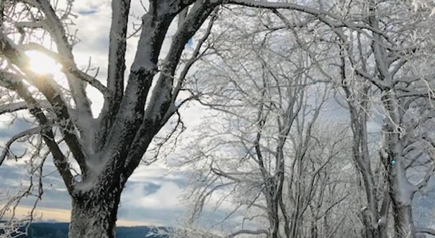 Rennsteighotel Grüner Baum LANDSCAPE