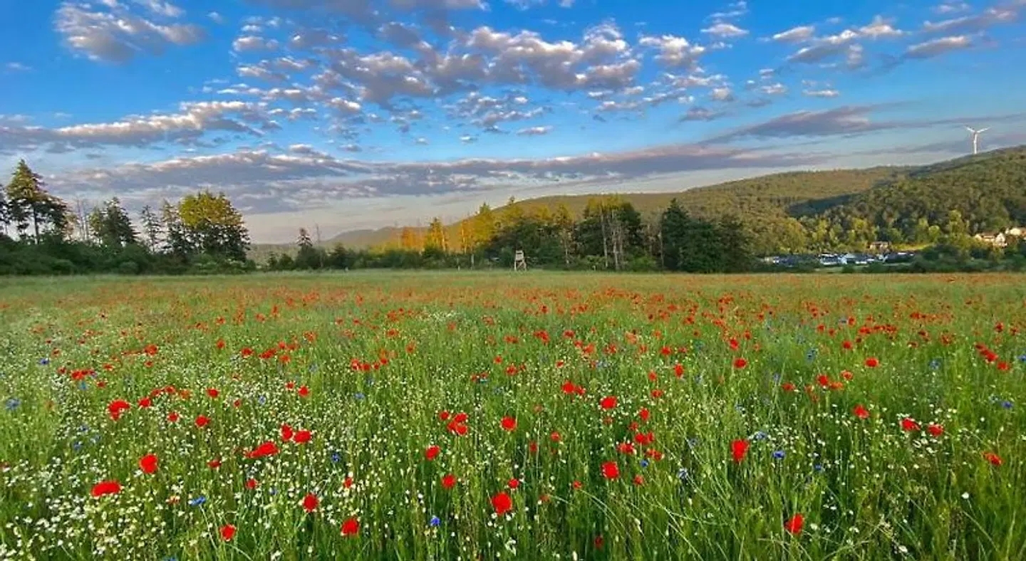 Zur Krone LANDSCAPE