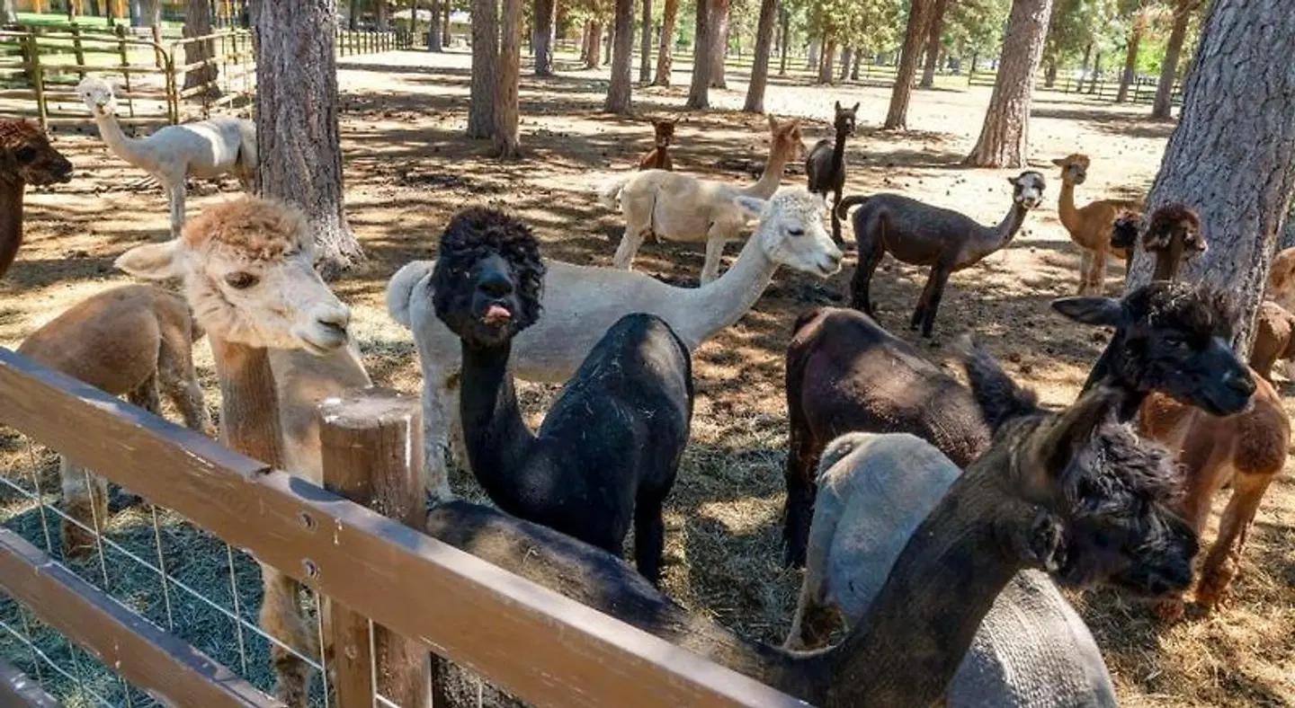 Best Western Ponderosa Lodge Tiere