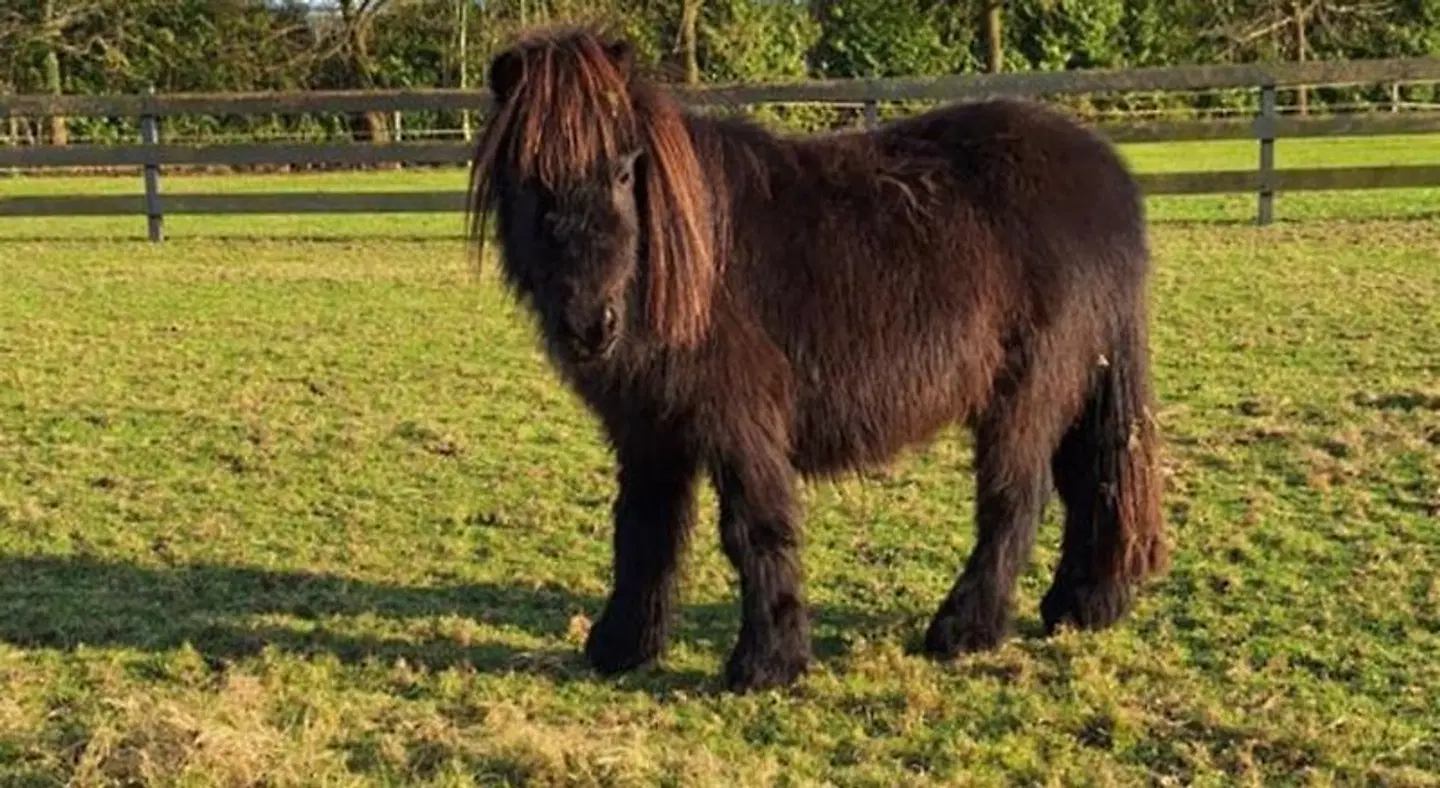 B&B De Raamberg Tiere
