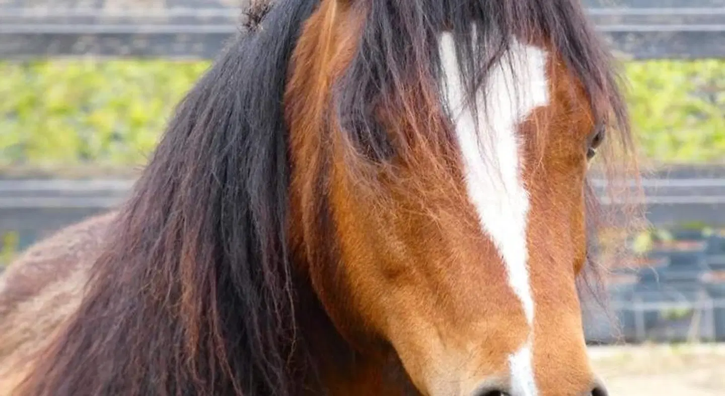 B&B De Raamberg Tiere