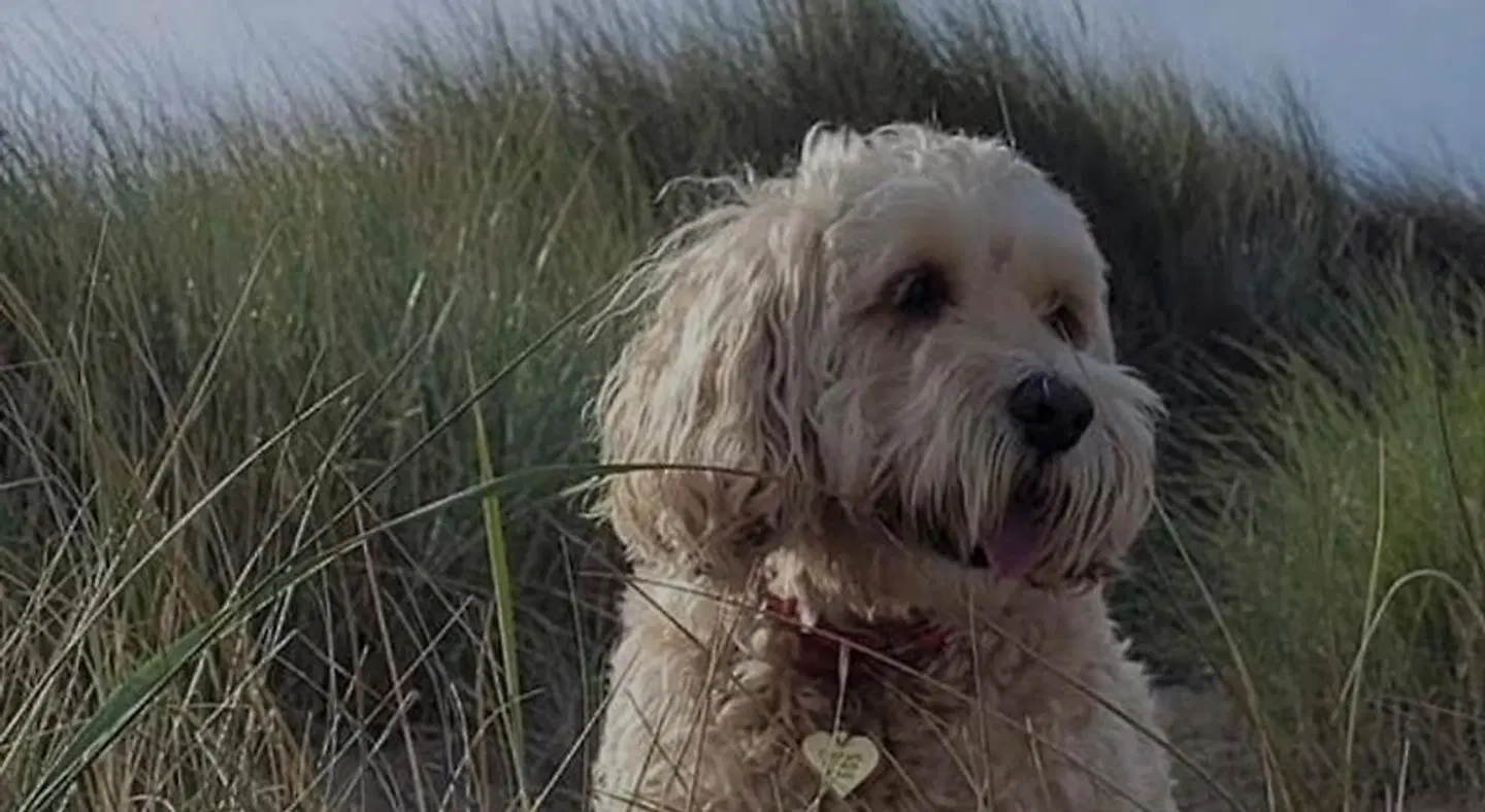 Beach House Tiere