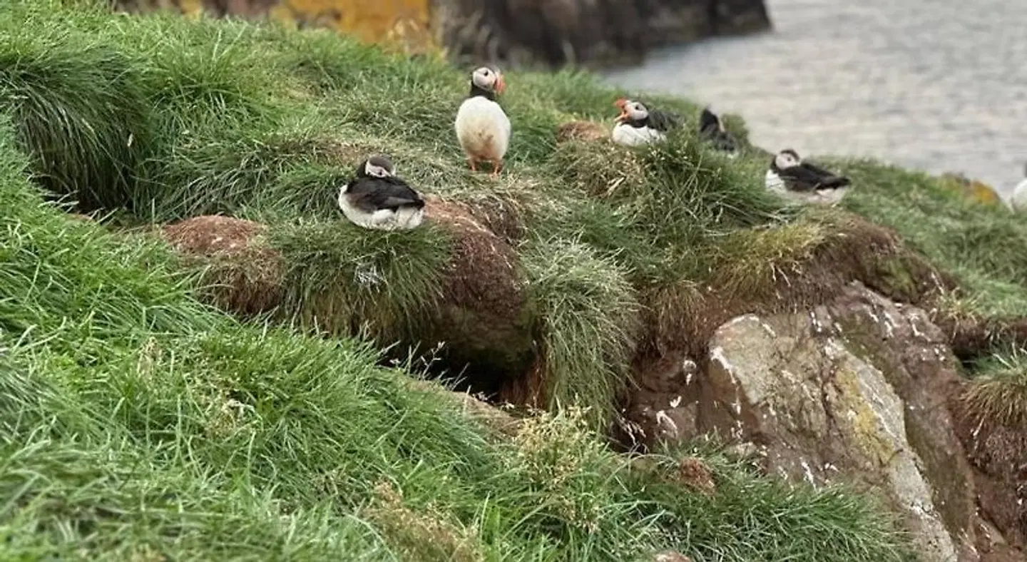 Álfheimar Hotel Tiere