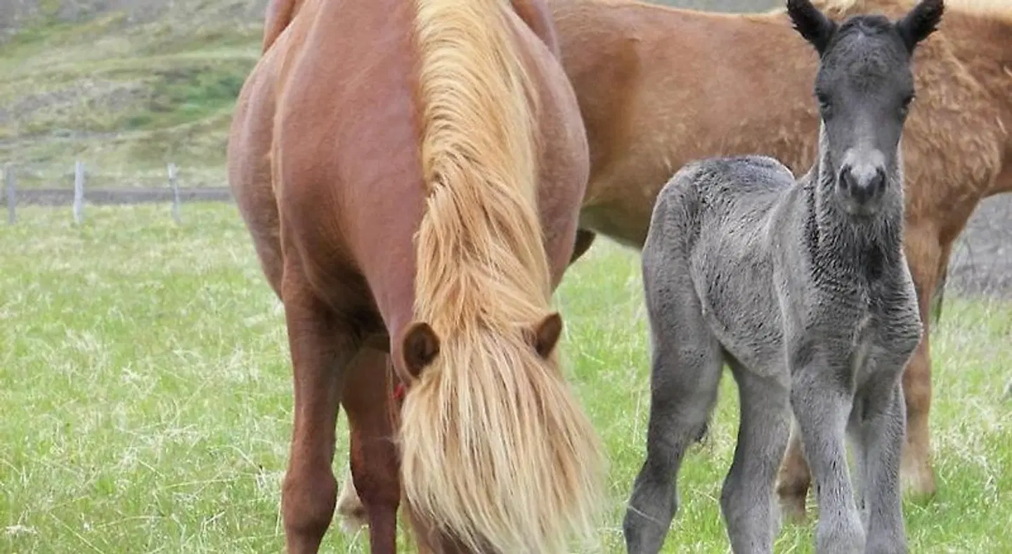 Skorrahestar Tiere