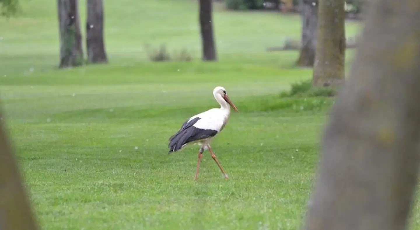 Villaverde Hotel Spa&Golf Udine Tiere