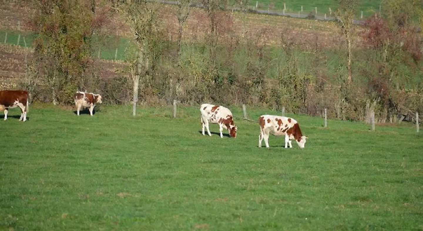 B&B Nord Sud Tiere