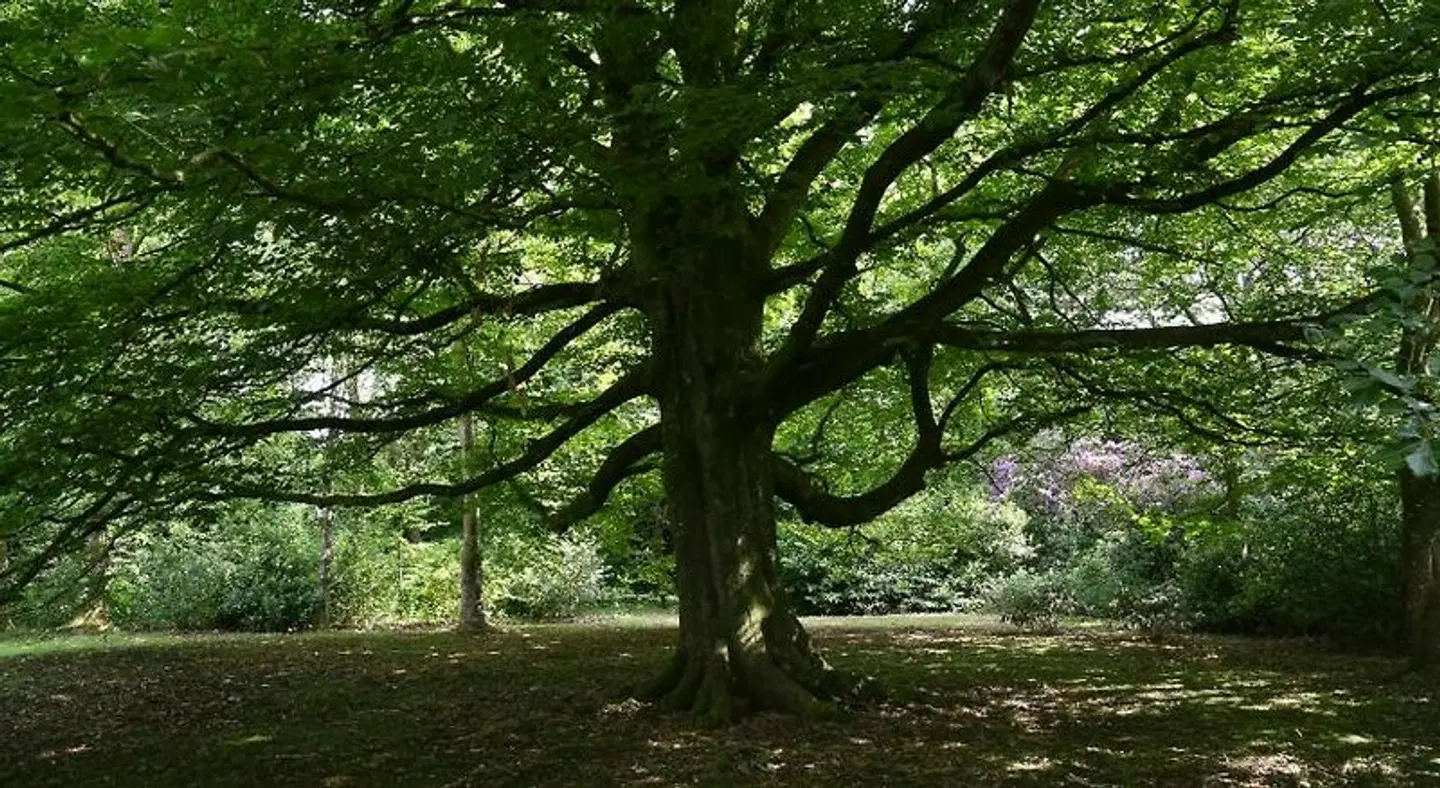 Marlfield House LANDSCAPE