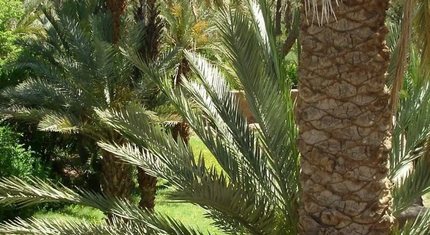 Dar Jnane La Maison Du Jardin Garten