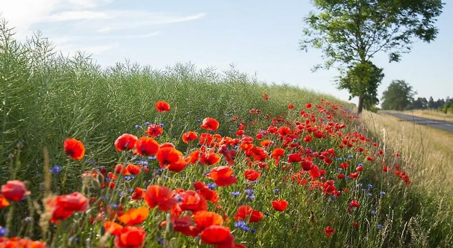 Stary M'yn Strzeszyn LANDSCAPE
