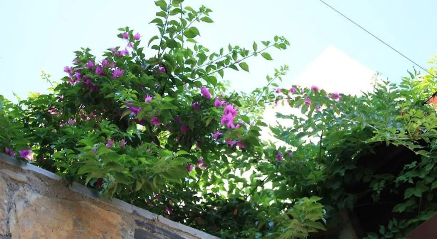 Toloman Hotel & Apartments Garten