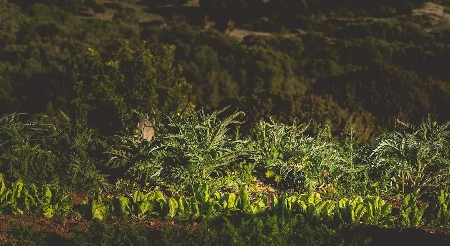 Son Mesquida Vell LANDSCAPE