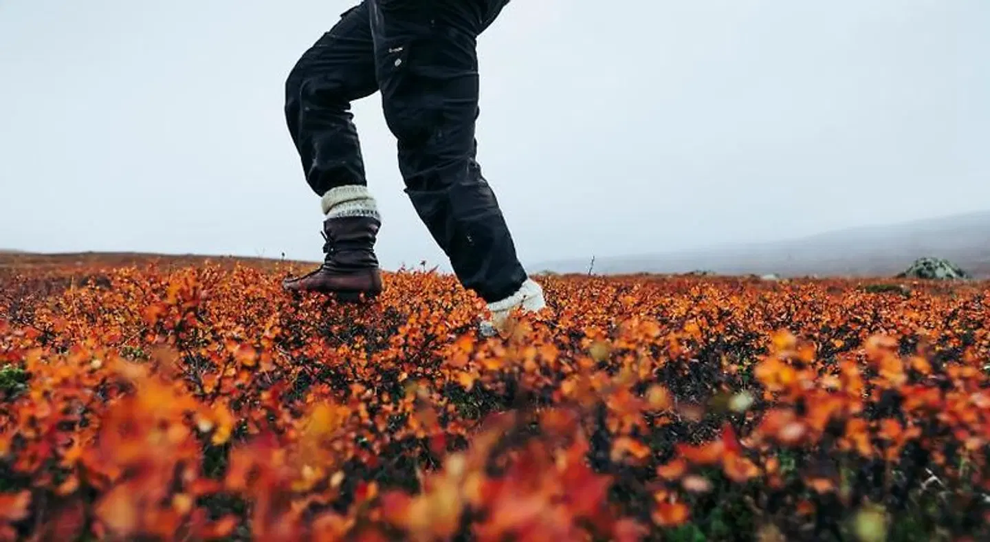 Lapland Hotel Riekonlinna Tiere