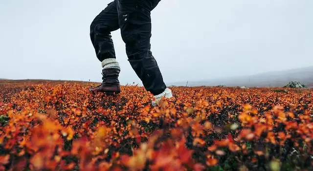 Lapland Hotel Riekonlinna Tiere