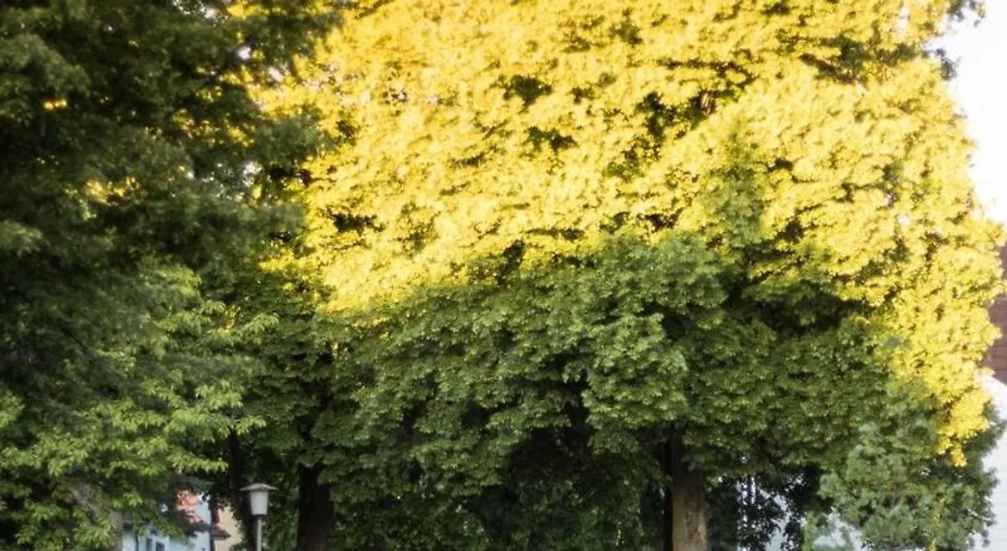 Alscher LANDSCAPE